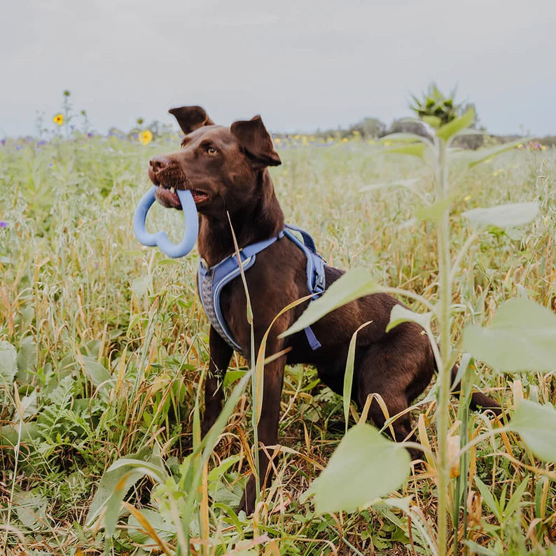 Aime ta patte - Jouet pour chien en caoutchouc naturel