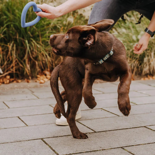 Aime ta patte - Jouet pour chien en caoutchouc naturel